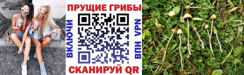 OMG ТОР  где продают   Райчихинск  Галлюциногенные грибы мицелий 